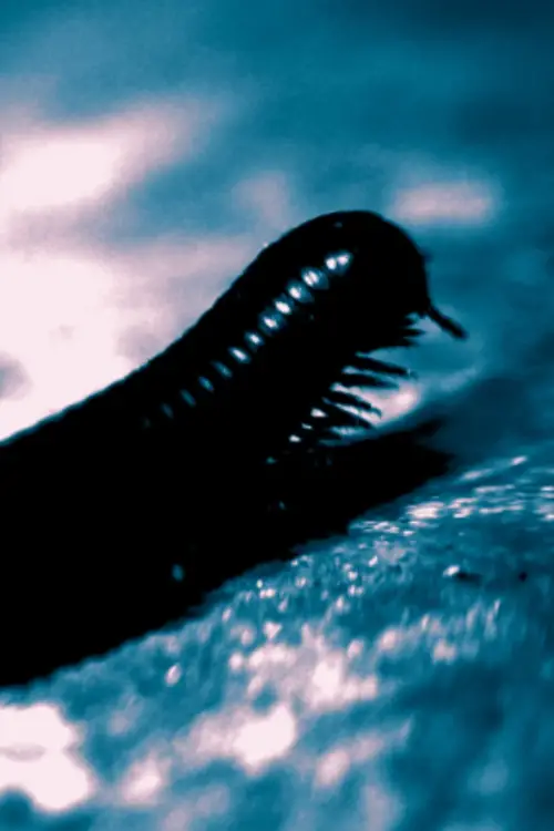 Movie poster "The Tragedy of Professor Samsa or: How Gregor Learned to Relax and Drink his Milk"