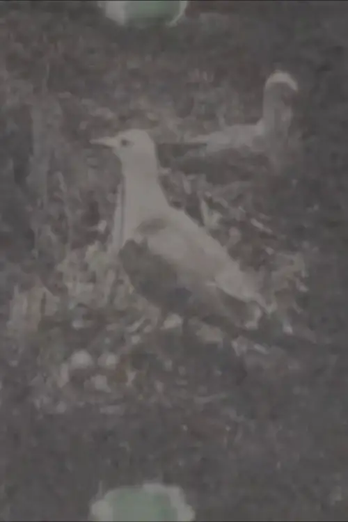 Movie poster "Paradise on a Deserted island, part 1"