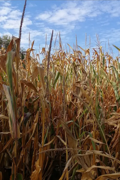 Movie poster "The Temple of Augustus and Livia seen near Saint-Prim"