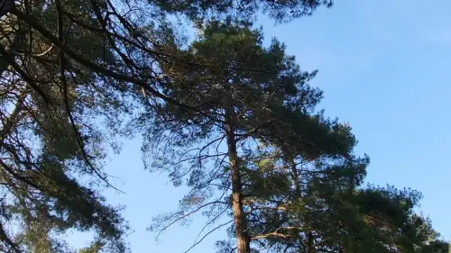 Watch film When I'm Gone | When I'm gone I'd like to be a part of the trees  feeling the breeze while the birds freely singing