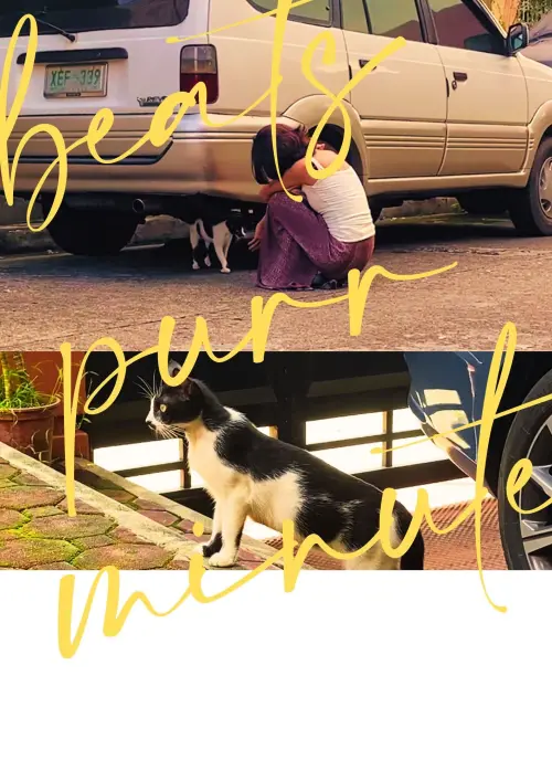 Movie poster "beats purr minute"