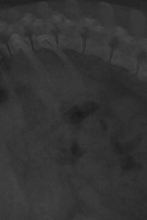 Movie poster "IRREVERSIBLE."