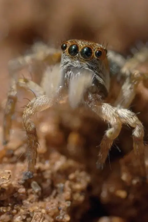 Movie poster "The World According to Jumping Spiders"