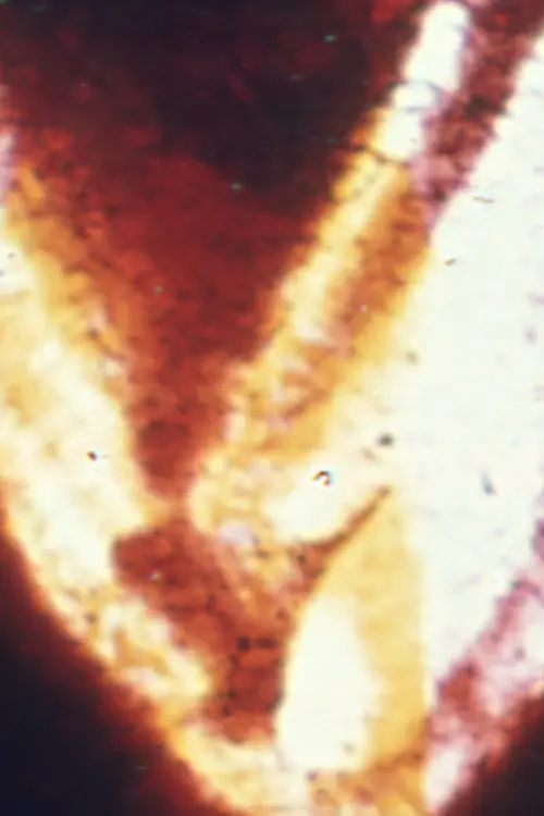 Movie poster "Nodes"