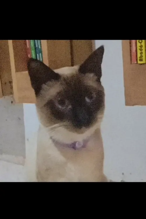 Movie poster "O gato voador"