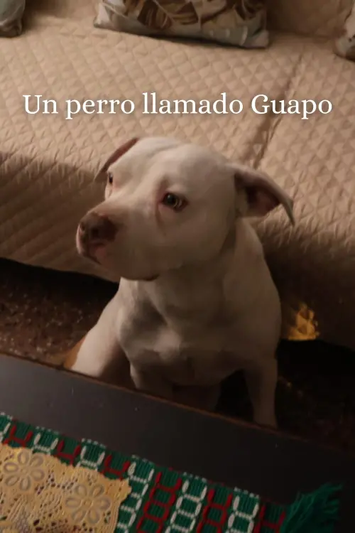 Movie poster "Un Perro Llamado Guapo"