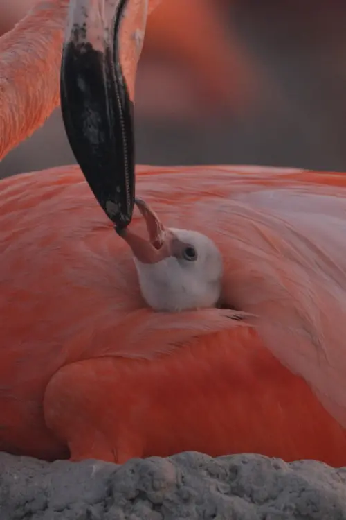Movie poster "Flamingos: Life After the Meteorite"
