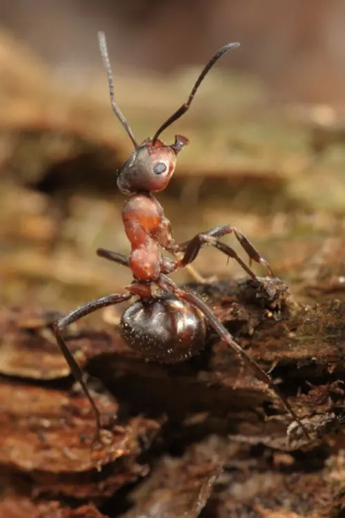Movie poster "Fabulous Insects - Ants"
