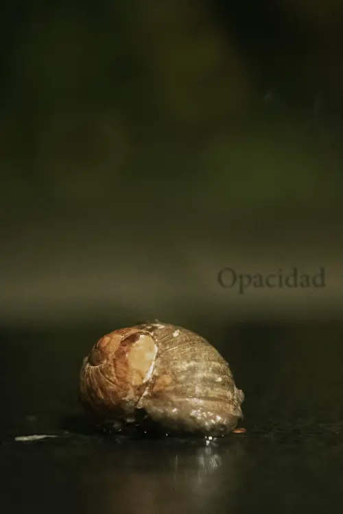 Movie poster "Opacity"