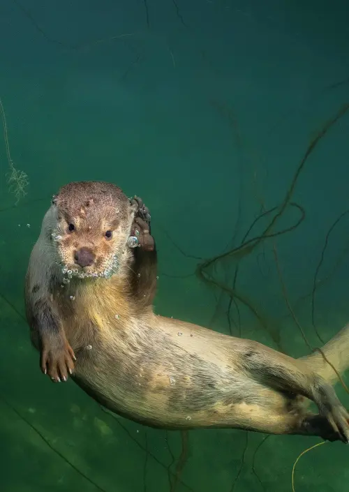 Movie poster "Billy & Molly: An Otter Love Story"