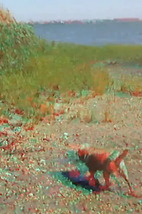 Movie poster "Batchellor’s Dog and Beach"