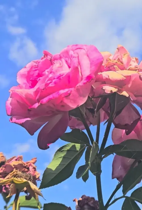 Movie poster "Fading"