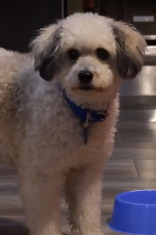 Movie poster "Serafin"