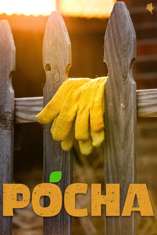 Movie poster "Pocha"