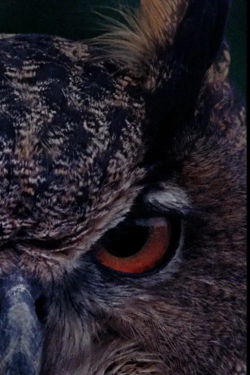 Movie poster "B for Bartleby"