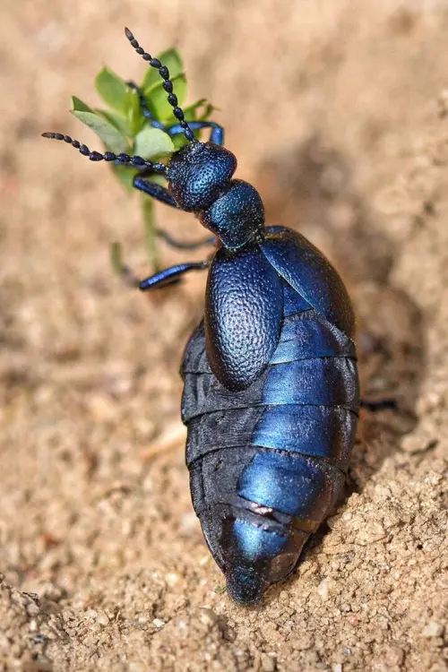 Movie poster "Fabulous Insects - Beetles"