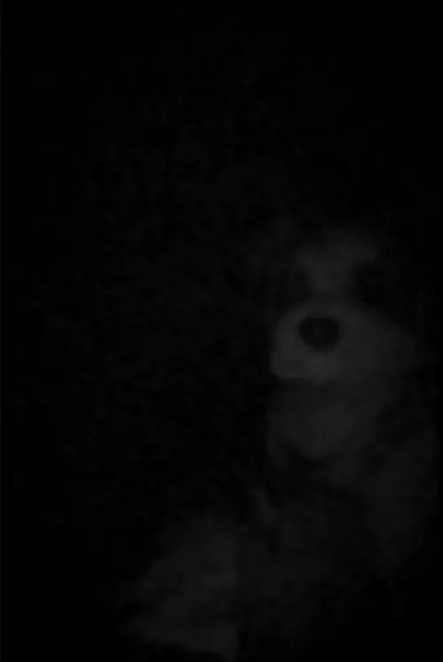 Movie poster "The Voices In FAO