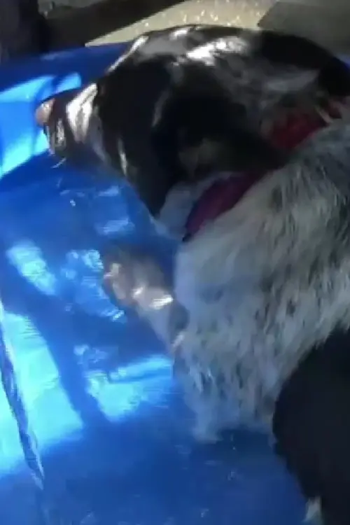 Movie poster "Dog in a Swimming Pool"