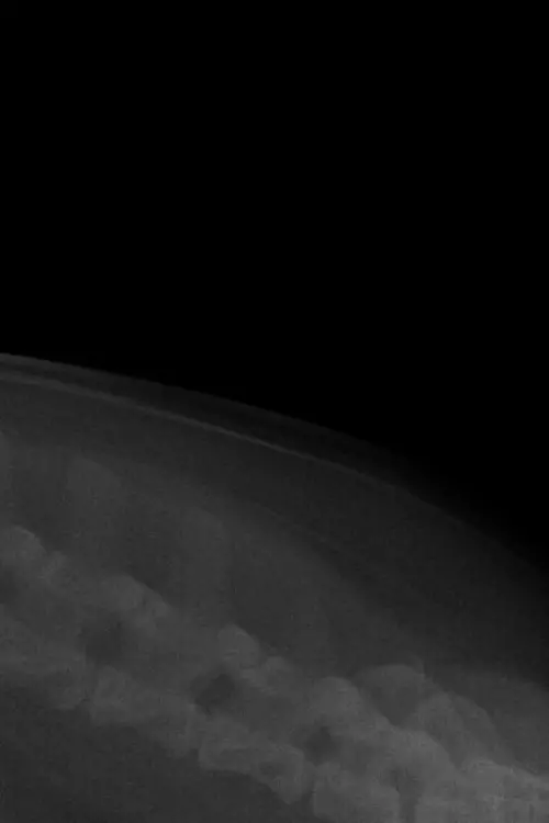 Movie poster "COYOTE."