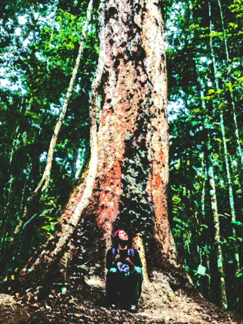 Movie poster "No Norte da Saudade"