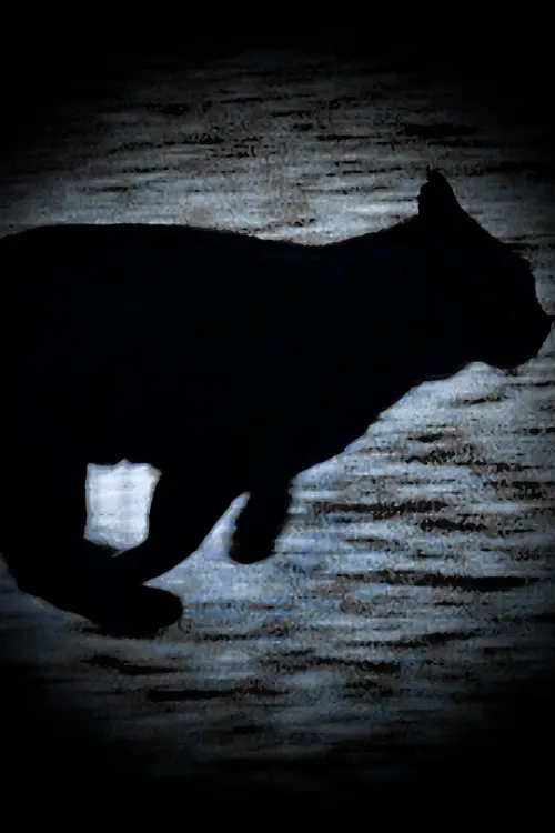 Movie poster "A Black Cat Escapes"