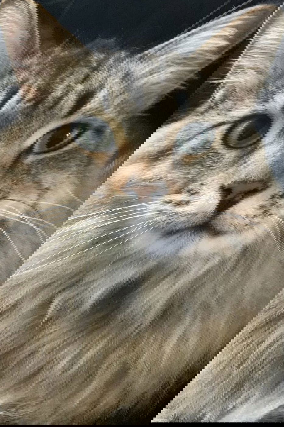 Photo Tonic