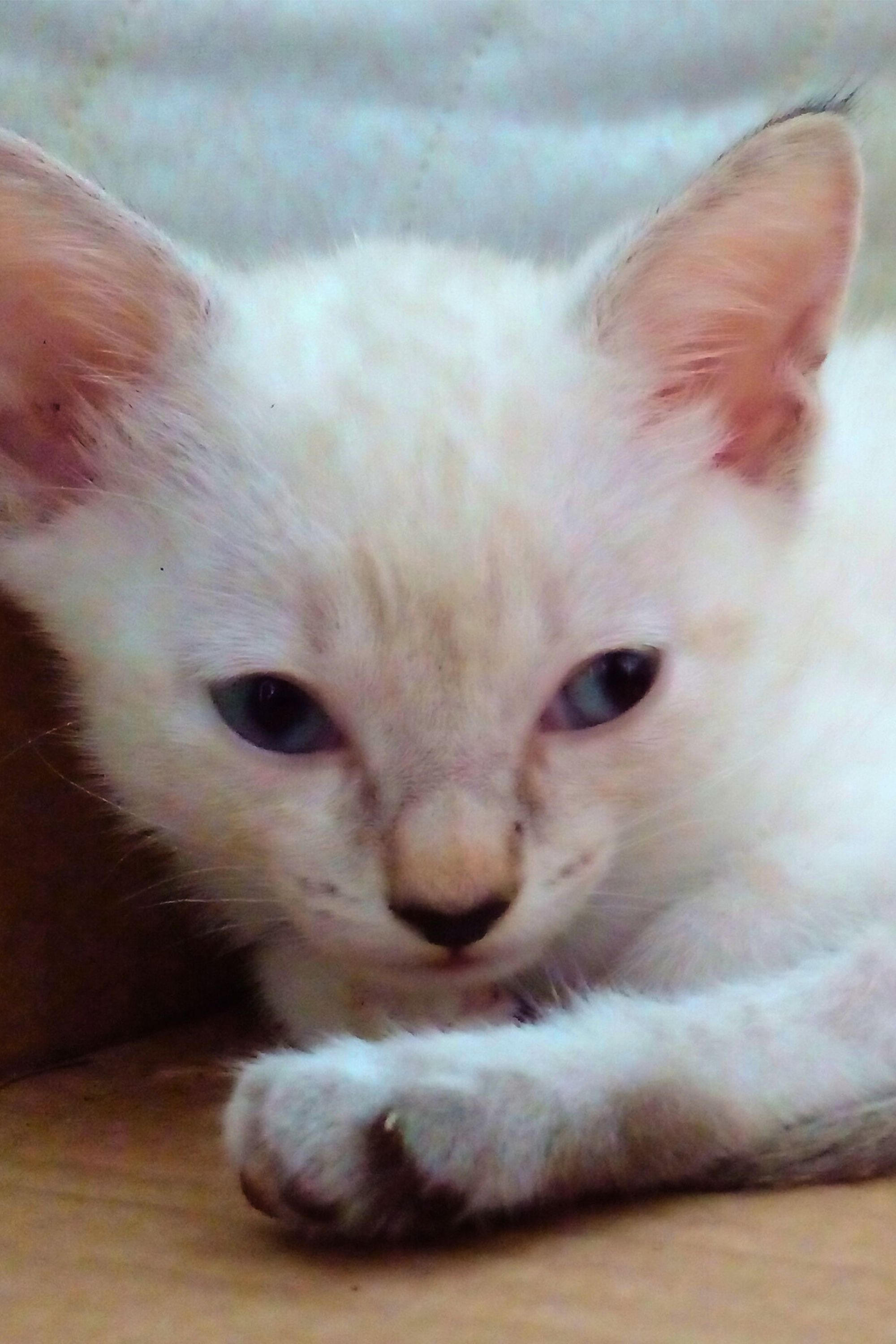 Photo Pipoca Jr