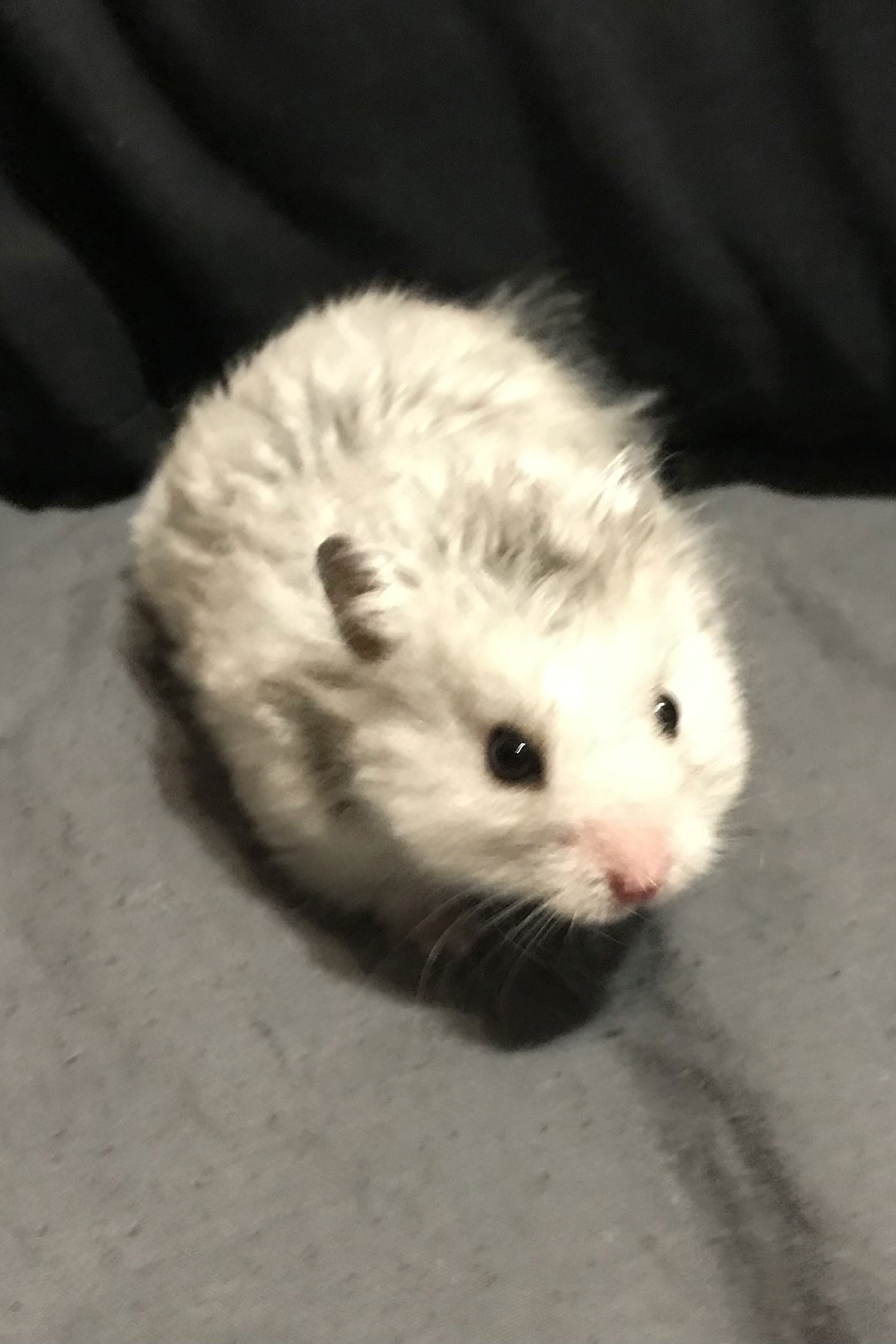 Photo Sirius the Grey