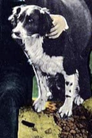 Photo Rex the Dog