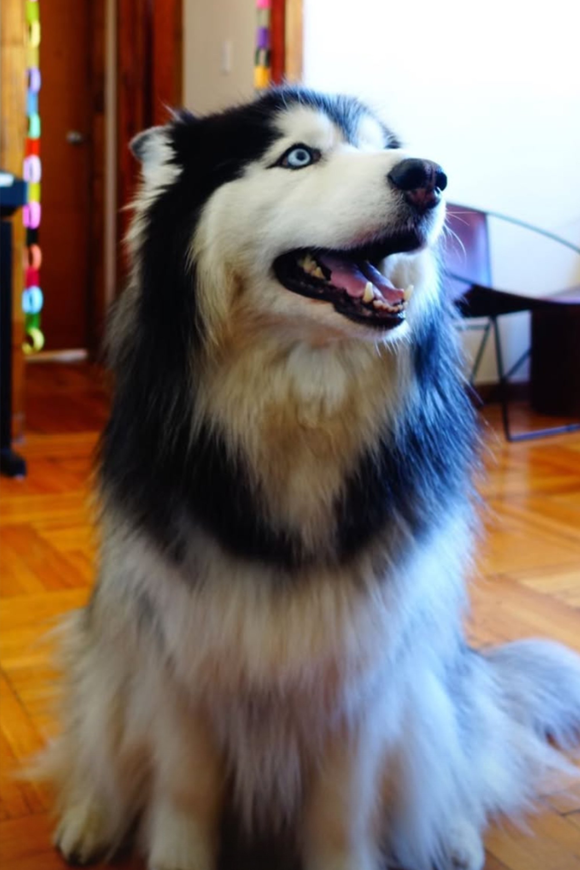 Photo Taro
