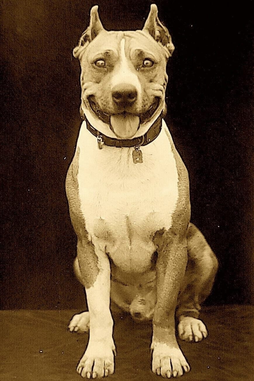Photo Luke the Dog