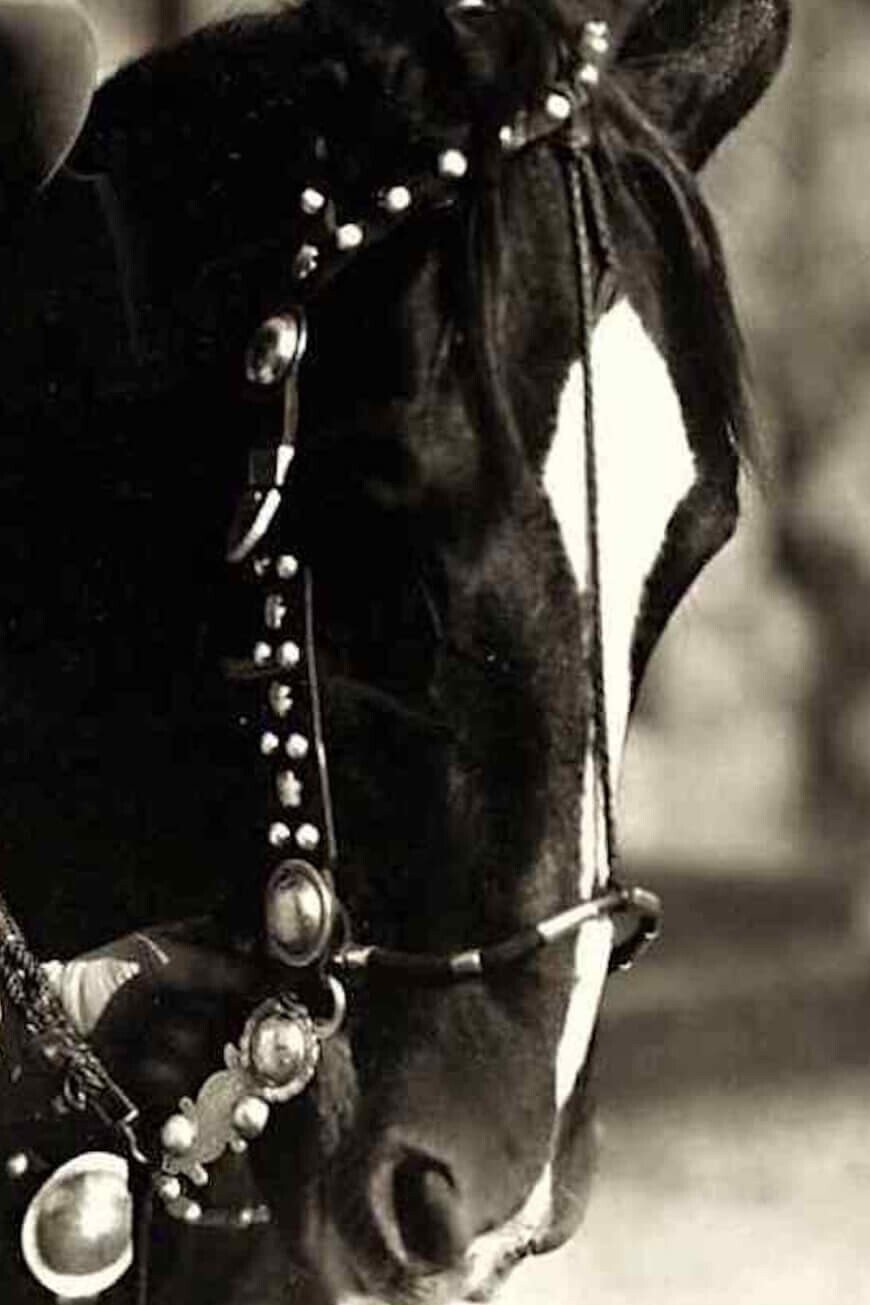 Photo Tony the Horse