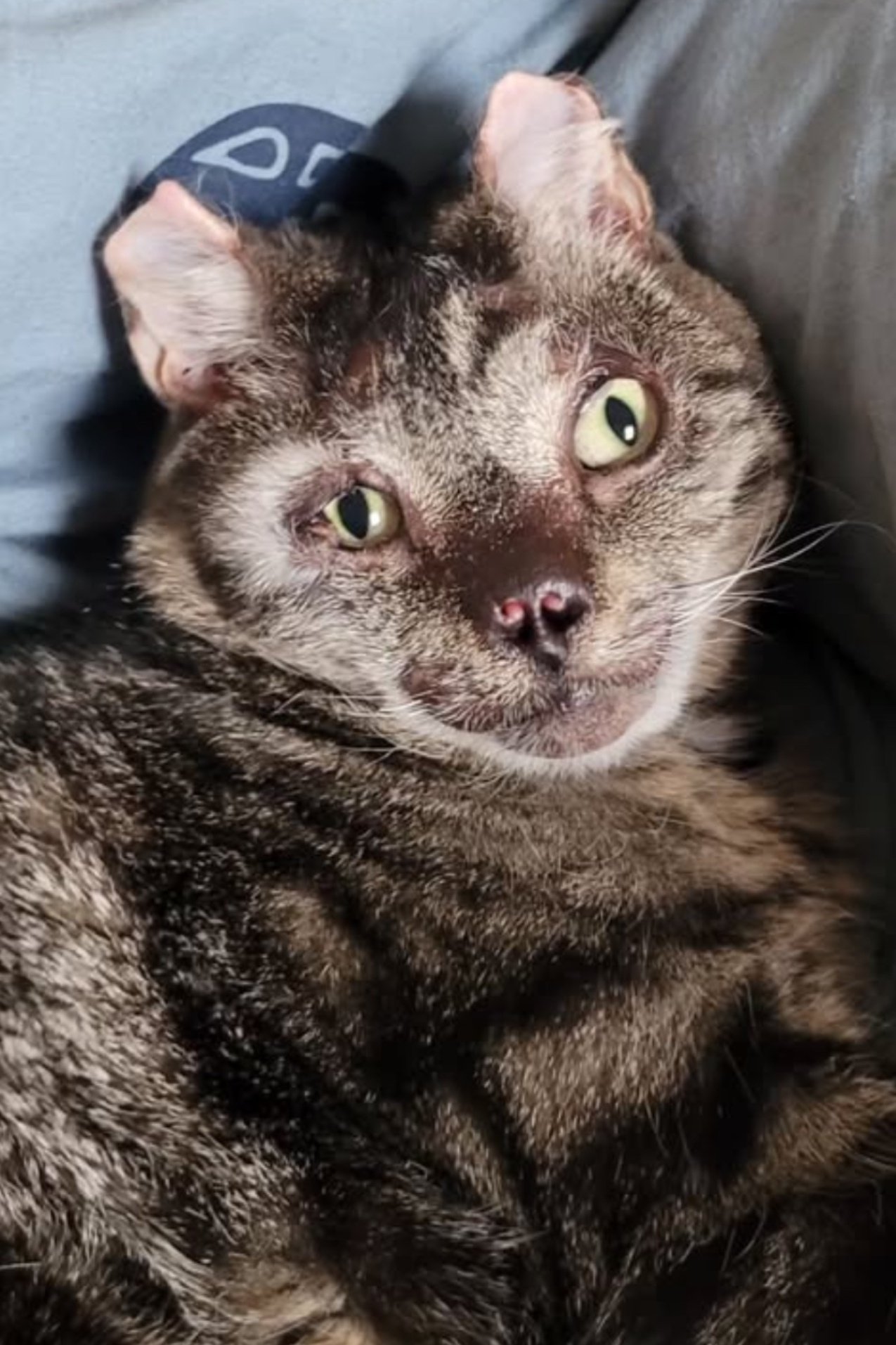 Photo Fire Cat