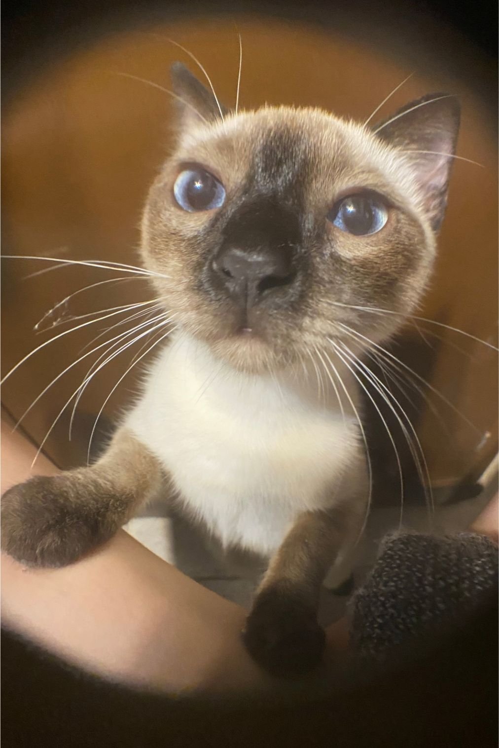 Photo Capuccina Castilla Rivero