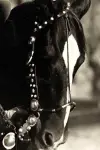 Photo Tony the Horse #453513