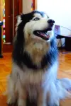 Photo Taro #447270