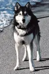Photo Jed #443834