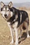 Photo Jed #443835