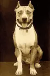 Photo Luke the Dog #382210