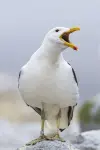 Photo Sully Seagull #478468