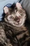 Photo Fire Cat #422852