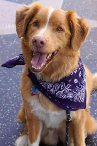 Photo Indy the Dog #358221