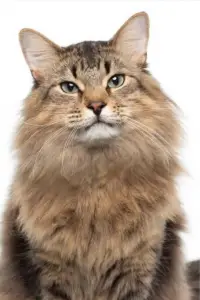 Photo Tonic the Cat #359179