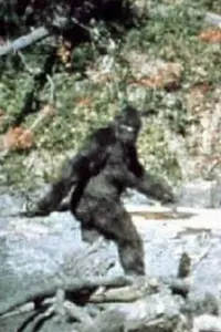 Photo Bigfoot