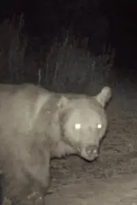 Photo Kesik Kulak #506380