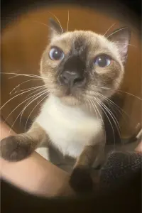 Photo Capuccina Castilla Rivero #455222