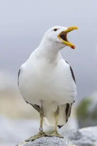 Photo Sully Seagull