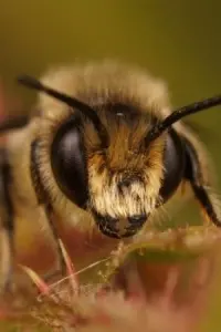 Photo Buzz Bee