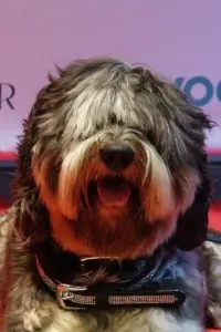 Photo Gary the Labradoodle #288386