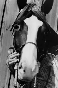 Photo Champion #520979